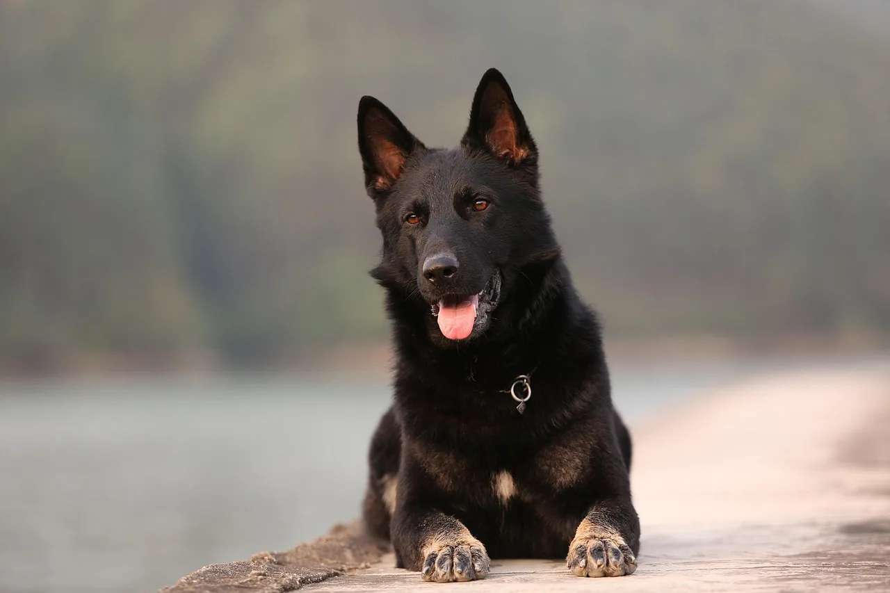 Black German Shepherd dog lying on a rock with tongue out.